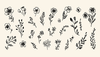 Hand-Drawn Blooming Flowers A Collection of Botanical Illustrations
