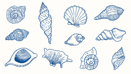 Hand-Drawn Seashell Illustrations Set of Detailed Blue Line Drawings