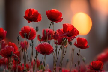 Fototapeta premium Red Poppies at Sunset