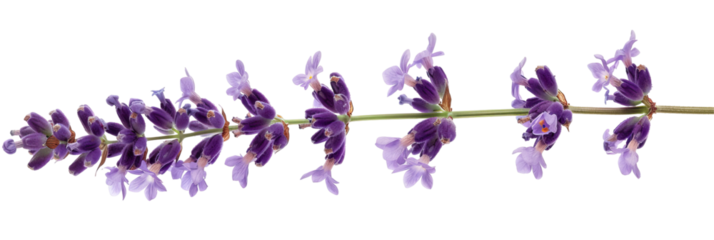 Lavender Stem With Blooms, Isolated On White, Showcases Its Vibrant Purple Hues.