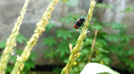 Common Green Bottle Fly (Lucilia sericata) perched on a wildflower in the garden.