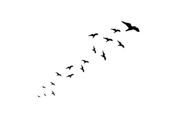 collection of bird silhouettes