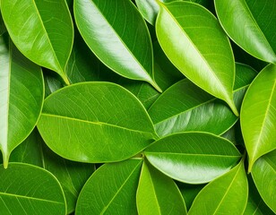 stacked green leaves