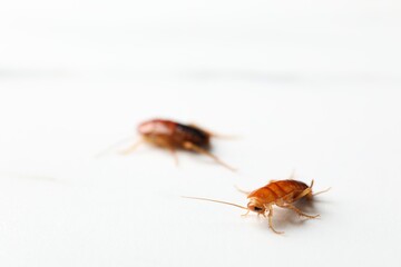 Two cockroaches on white table, closeup. Space for text