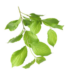 Branch with green leaves isolated on white