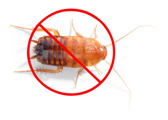 Pest control. Cockroach with red prohibition sign on white background