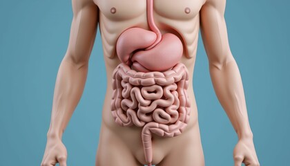 Human Digestive System Anatomy Illustration Showing Stomach Intestines and Organs