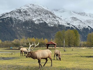 Elks Grazing in Front of Snow-Capped Mountains