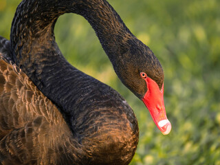 A closeup portrait of a beautiful black swan