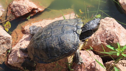 turtle on a log