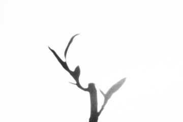 leaf shadow drop on white overlay	