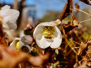 White flowers of the Christmas rose (Helleborus niger) or black hellebore in the spring. Sweden