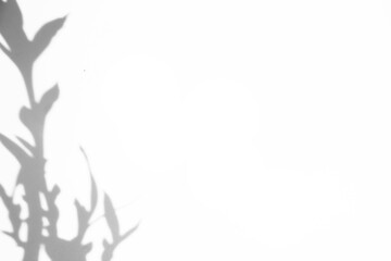 Obraz premium leaf shadow on transparent background