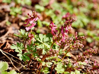 Pink spring flowers of the fumewort or bird-in-a-bush (Corydalis solida) cultivar 'Beth Evan', probably. Sweden.