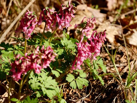 Pink spring flowers of the fumewort or bird-in-a-bush (Corydalis solida) cultivar 'Beth Evan', probably. Sweden.