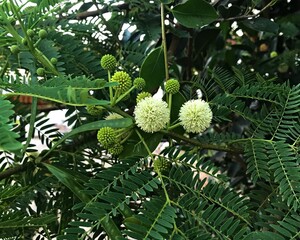 Round flower. white Blossom. Beautiful inflorescence. Close-Up of Leucaena Leucocephala Flower Cluster. Known as White Leadtree, River TamarindSubabul, Jumbay, Ipil-ipil.