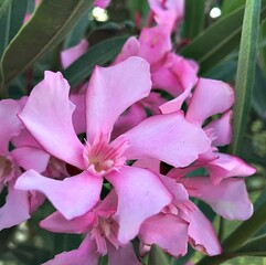 Delicate Laurel Blossom. Laurel Flower in Bloom. Botanical Beauty – Laurel Flower Closeup. White...