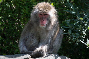 The Japanese Macaque (Macaca fuscata), also known as the Snow Monkey.