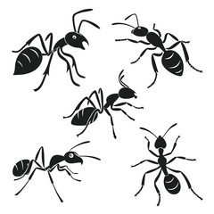 a group of ant icon set isolated on white background.