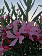 Delicate Laurel Blossom. Laurel Flower in Bloom. Botanical Beauty – Laurel Flower Closeup. White...
