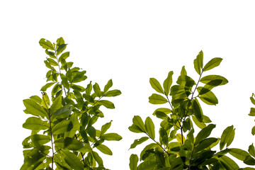 green leaves isolated on white