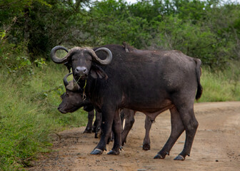 Naklejka premium Buffalo in the wild