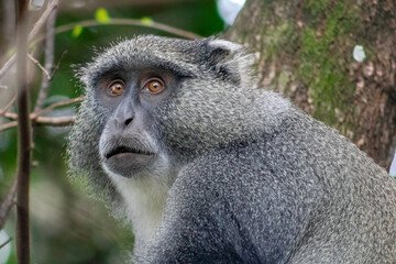 Skyes Monkey in Kwazulu Natal 