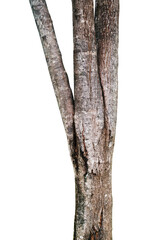 tree trunk isolated on white