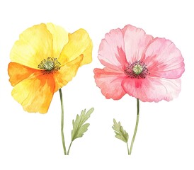 Obraz premium Two Watercolor Poppies In Yellow And Pink