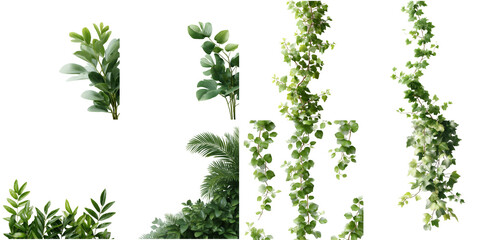 A collection of various green plants and vines isolated on a black background in a studio setting