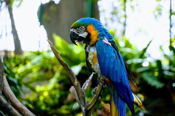 blue and yellow macaw