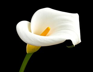 White Calla Lily Close-up