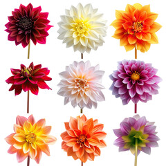 Colorful Dahlia Flowers Collage On White. Isolated.