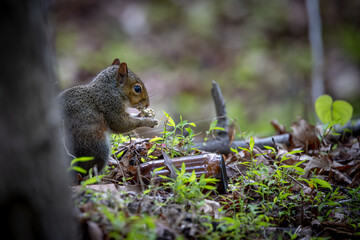 squirrel eating nut