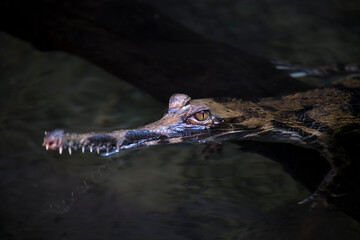 The False Gharial (Tomistoma schlegelii), also known by the names Malayan Gharial, Sunda Gharial, and Tomistoma.
