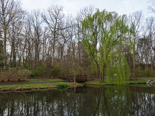 Green weeping willow tree in early spring and a brown bridge reflecting in the pond water in US neighborhood