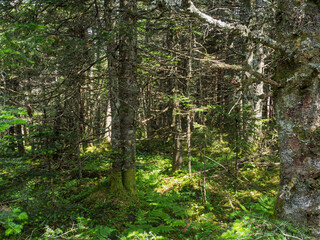 Deep, untouched wilderness forest in the Adirondack Mountains, Lake Placid, Upstate New York.