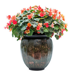 Begonia In Ornate Pot On White. Vibrant Flowers And Decorative Planter Isolated.