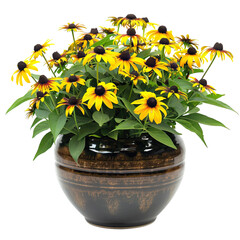 Black-Eyed Susans In Pot, Vibrant And Cheerful. Add A Touch Of Nature To Any Project.