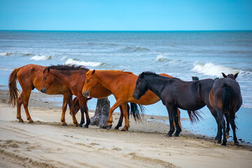 Wild horses on the Corolla beach North Carolina outer banks 