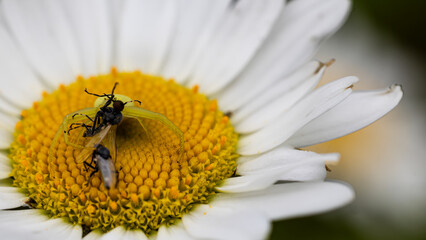 bee on daisy flower