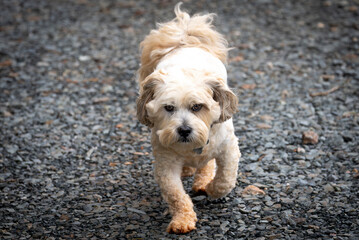 Lhasa Apso walking on gravel