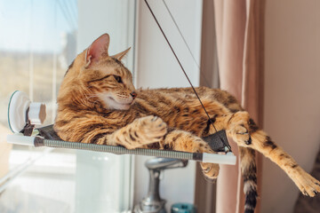 Cute little bengal kitty cat laying on the cat's window bed watching on the room.
