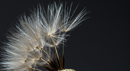 Fototapeta premium Dandelion seeds against a dark backdrop