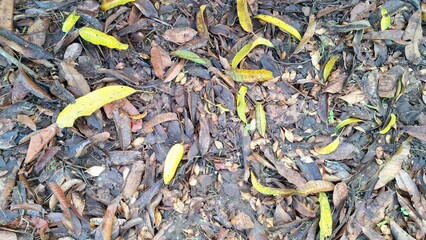 A thick layer of dry fallen leaves creates a natural ground cover and texture, with brown autumn hues scattered across the forest floor
