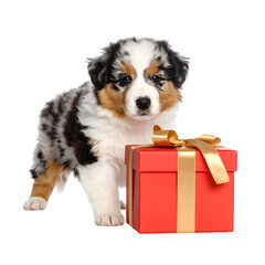 Adorable Australian Shepherd puppy standing next to a gift. The puppy is looking at the camera with big, curious eyes, isolated on transparent background
