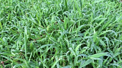 Bright Green Wild Grass Field in Soft Sunlight - Fresh Nature Texture for Wallpaper, Background, Backdrop, and Eco-Friendly Design Elements in High-Resolution Photography	