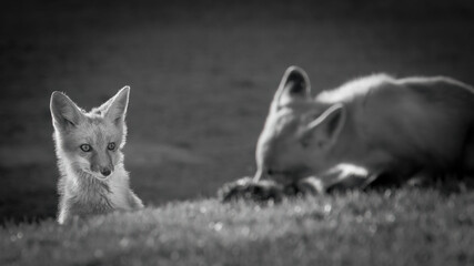 A pair of red foxes fighting over a dead squirrel