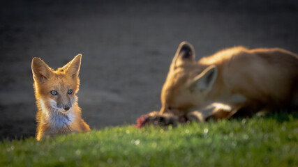 A pair of red foxes fighting over a dead squirrel