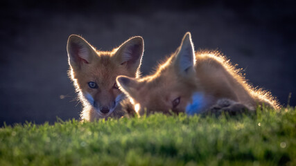 A pair of red foxes fighting over a dead squirrel